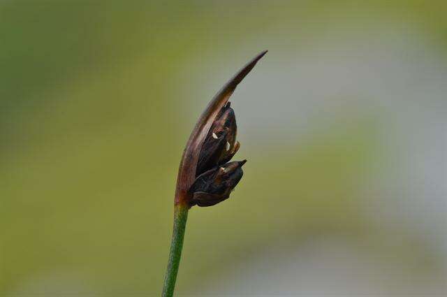 Juncus biglumis L. resmi