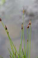 Juncus biglumis L. resmi