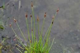 Juncus biglumis L.的圖片