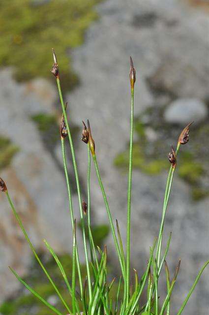 Juncus biglumis L. resmi