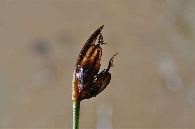 Juncus biglumis L.的圖片