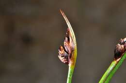 Juncus biglumis L.的圖片