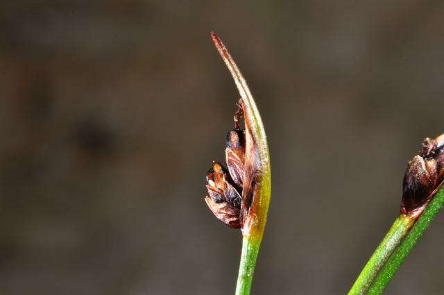 Juncus biglumis L.的圖片