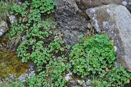 Image of mountainsorrel