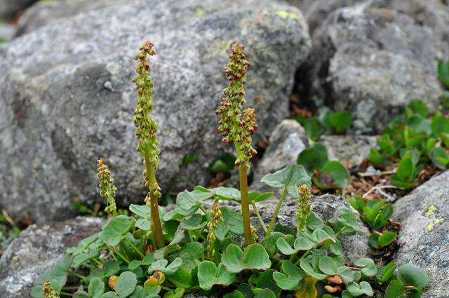 Image of mountainsorrel