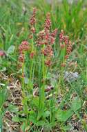 Image of Lapland Sorrel