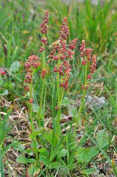 Image of Lapland Sorrel