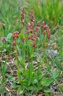 Image of Lapland Sorrel