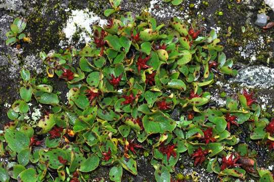 Image of snowbed willow