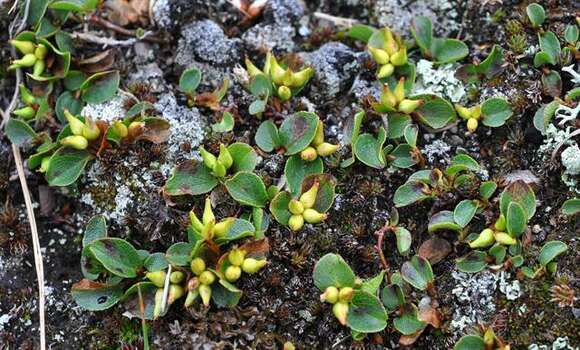 Image of snowbed willow