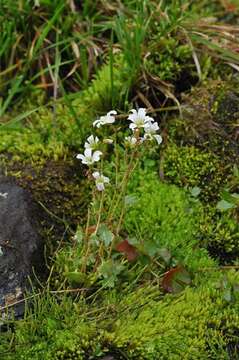 Image of bulblet saxifrage