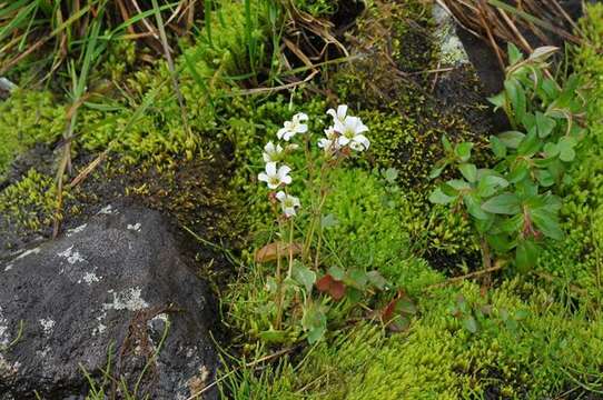 Plancia ëd Saxifraga cernua L.