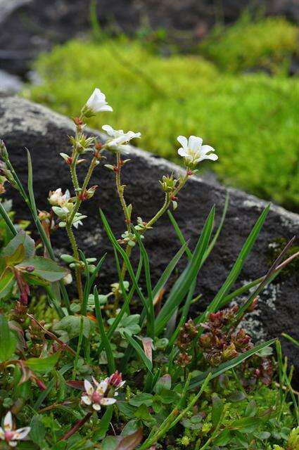 Plancia ëd Saxifraga cernua L.