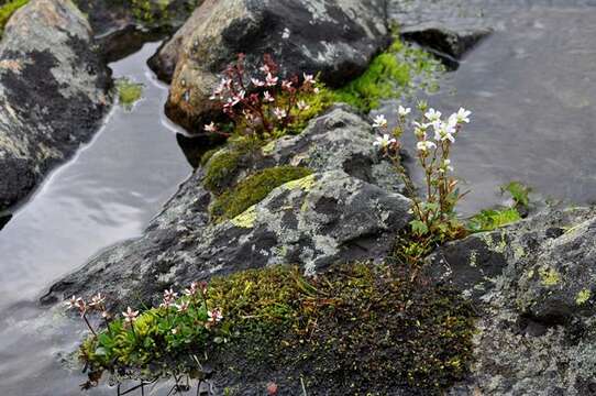 Image of bulblet saxifrage