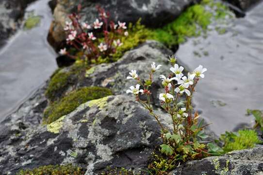 Plancia ëd Saxifraga cernua L.