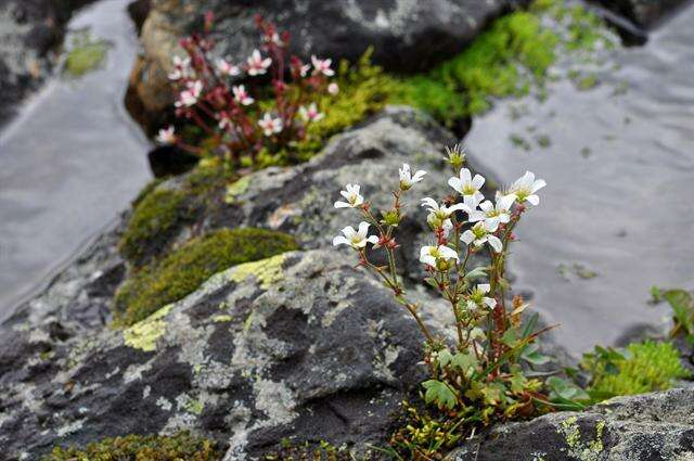 Plancia ëd Saxifraga cernua L.