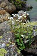 Plancia ëd Saxifraga cernua L.