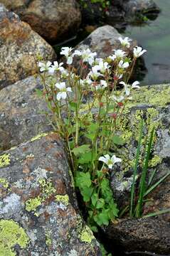 Plancia ëd Saxifraga cernua L.