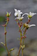 Plancia ëd Saxifraga cernua L.