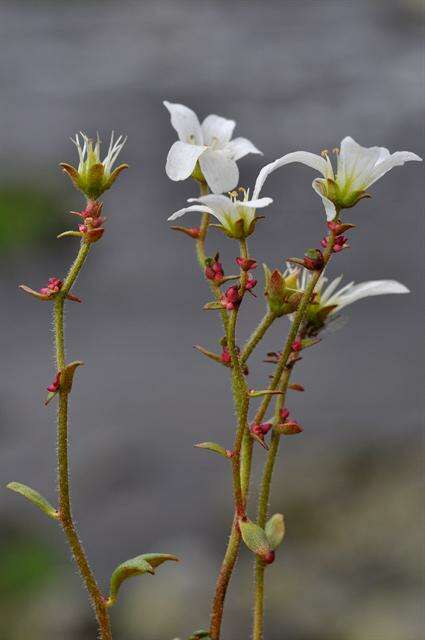 Plancia ëd Saxifraga cernua L.