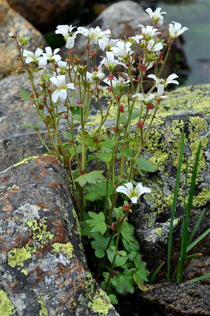 Plancia ëd Saxifraga cernua L.