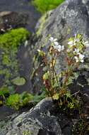 Plancia ëd Saxifraga cernua L.