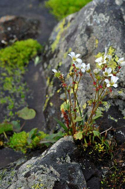 Plancia ëd Saxifraga cernua L.