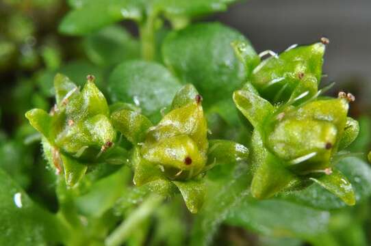 Saxifraga rivularis L.的圖片