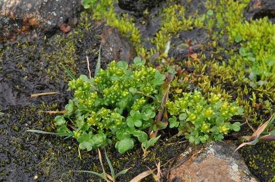 Saxifraga rivularis L.的圖片