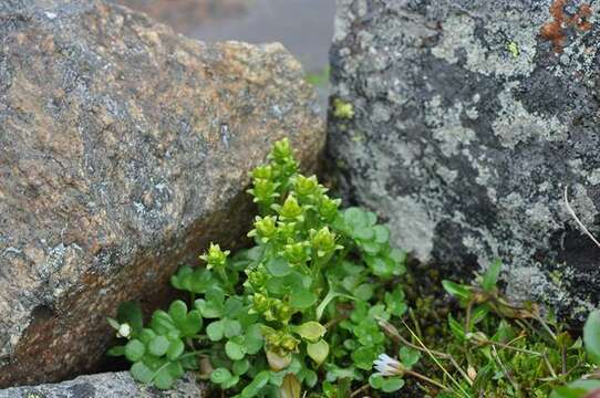 Saxifraga rivularis L.的圖片