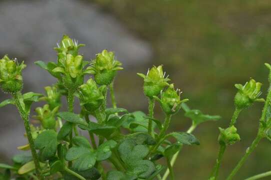 Image of weak saxifrage