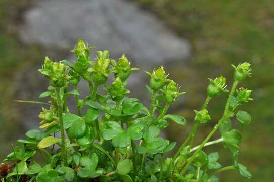 Imagem de Saxifraga rivularis L.