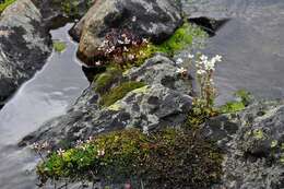 Image of Hairy Kidney-wort