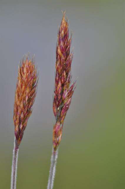 Image of oatgrass