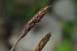 Image of oatgrass