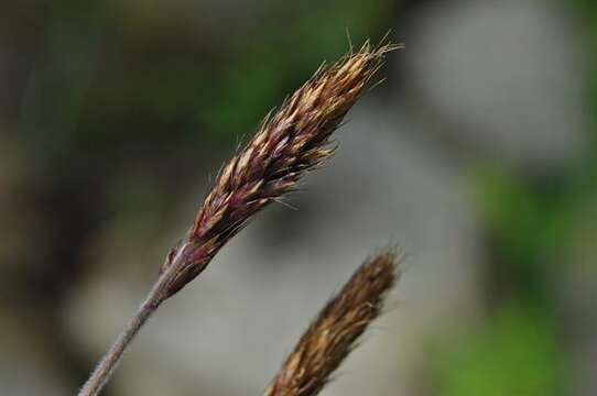 Image of oatgrass