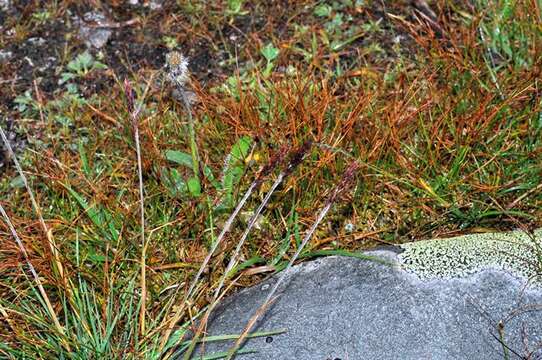 Image of oatgrass