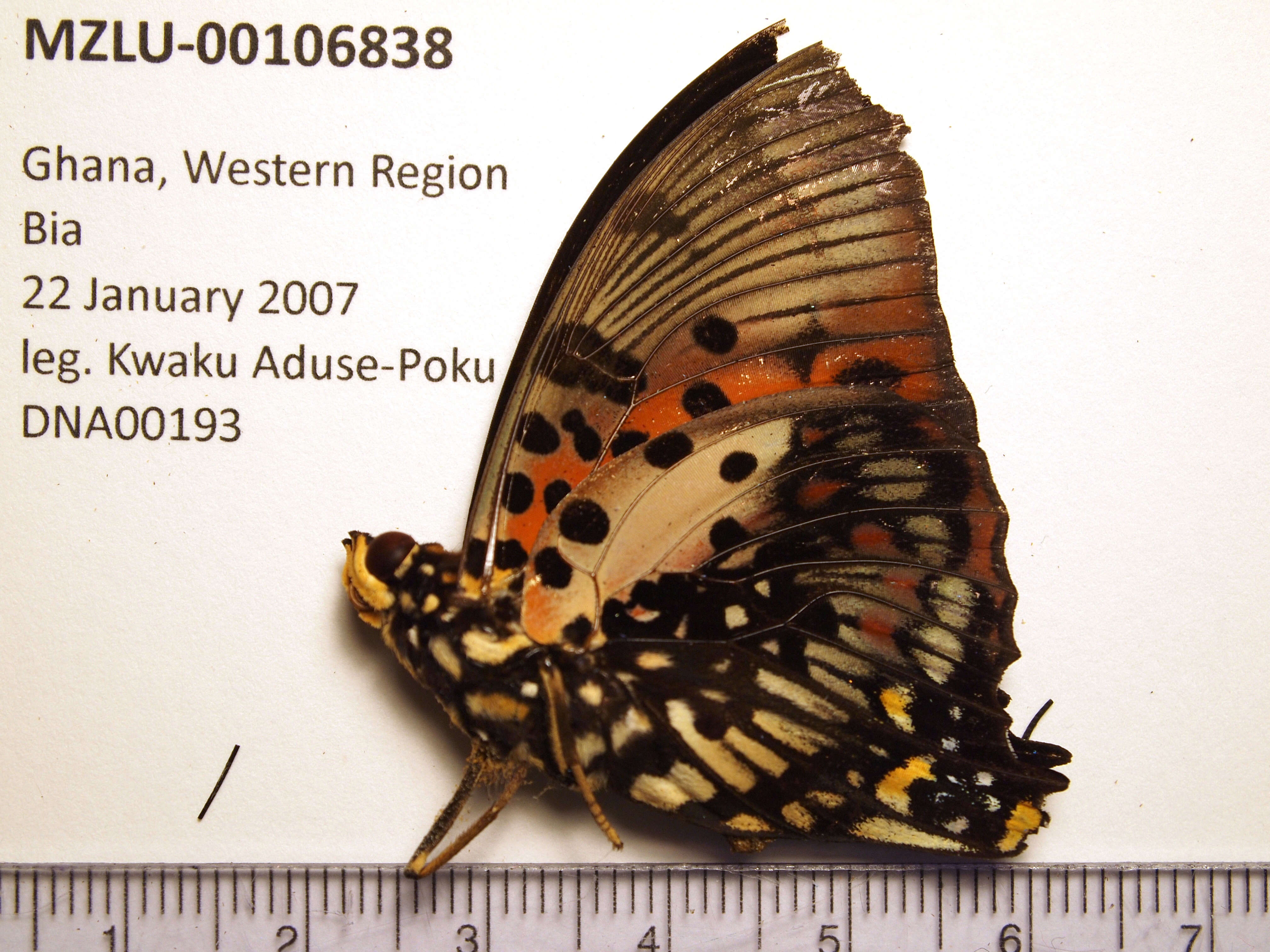 Imagem de Charaxes zingha Stoll 1780