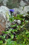 Image of alpine speedwell