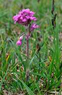 Слика од Silene suecica (Loddiges) Greuter & Burdet