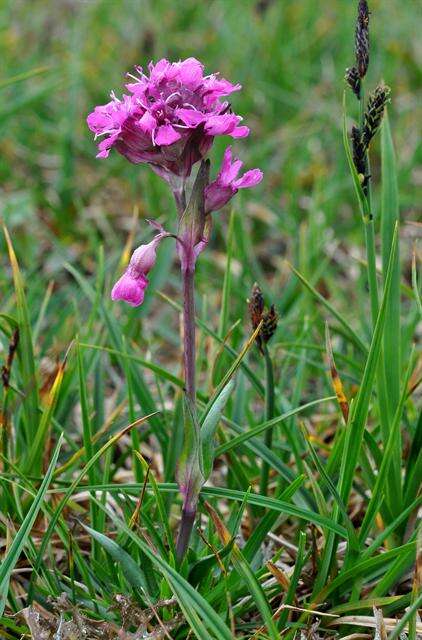 Слика од Silene suecica (Loddiges) Greuter & Burdet