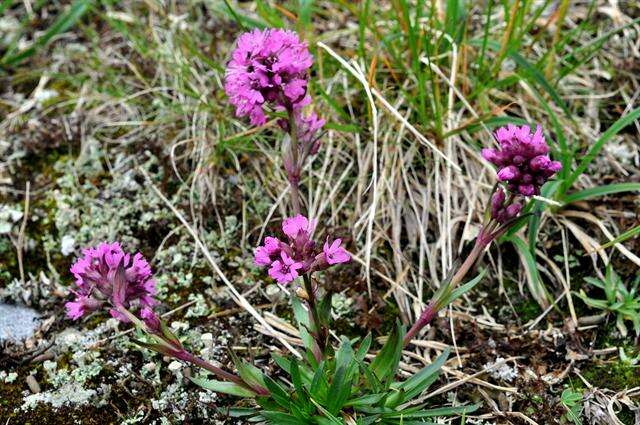 Слика од Silene suecica (Loddiges) Greuter & Burdet