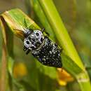 Imagem de Capnodis tenebrionis (Linnaeus 1761)