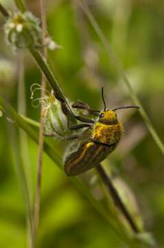 Image of <i>Julodis ehrenbergi</i>