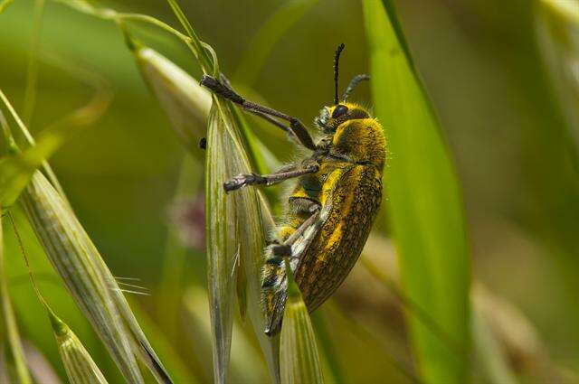 Imagem de <i>Julodis ehrenbergi</i>