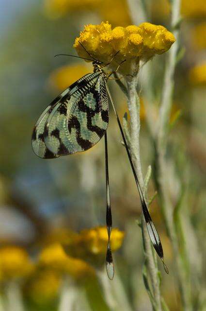 Plancia ëd Nemopteridae