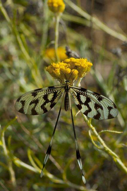 Plancia ëd Nemopteridae