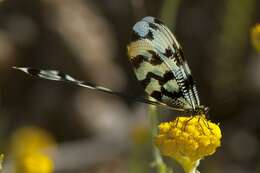 Sivun Nemopteridae kuva