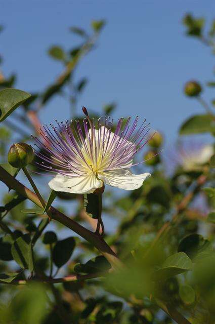 Image of Caper Shrubs