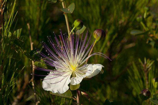 Image of Caper Shrubs